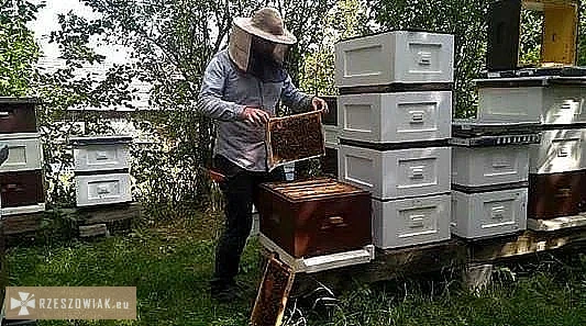 Miód sprzedam - Zdjęcie 5 - RZESZOWIAK.EU