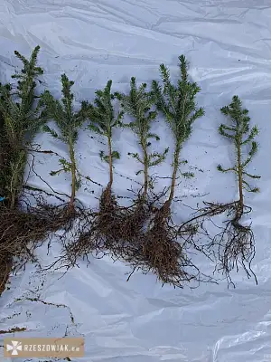 Sprzedam sadzonki jodły kaukaskiej oraz świerka serbskiego  - RZESZOWIAK.EU