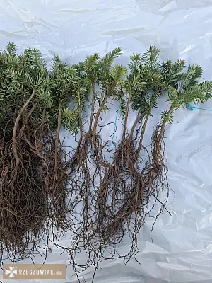 Sprzedam sadzonki jodły kaukaskiej oraz świerka serbskiego  - Zdjęcie 2 - RZESZOWIAK.EU