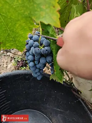 Winobranie 2026 Francja - DEALLO.PL