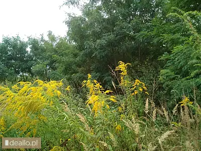[eLicytacje] I licytacja - nieruchomość gruntowa, działka nr 71, KW SZ1C/00031685/8 - DEALLO.PL