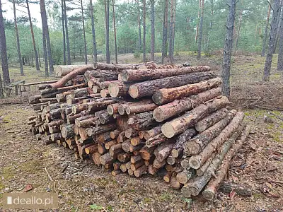 [eLicytacje] I licytacja - Drewno sosnowe opałowe - DEALLO.PL