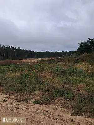 [eLicytacje] II licytacja - Nieruchomość gruntowa leśna - WARSZAWIAK.EU