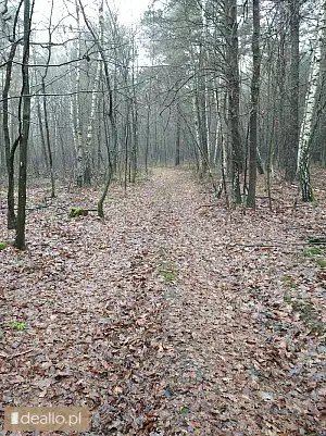 [eLicytacje] II licytacja - Nieruchomość gruntowa nr 1143 o pow. 0,2741 ha, stanowiące grunty leśne  - DEALLO.PL
